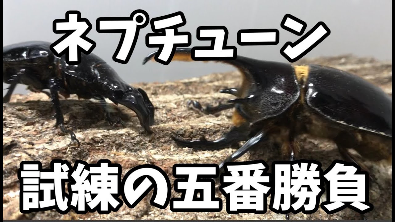 ネプチューンオオカブト試練の五番勝負