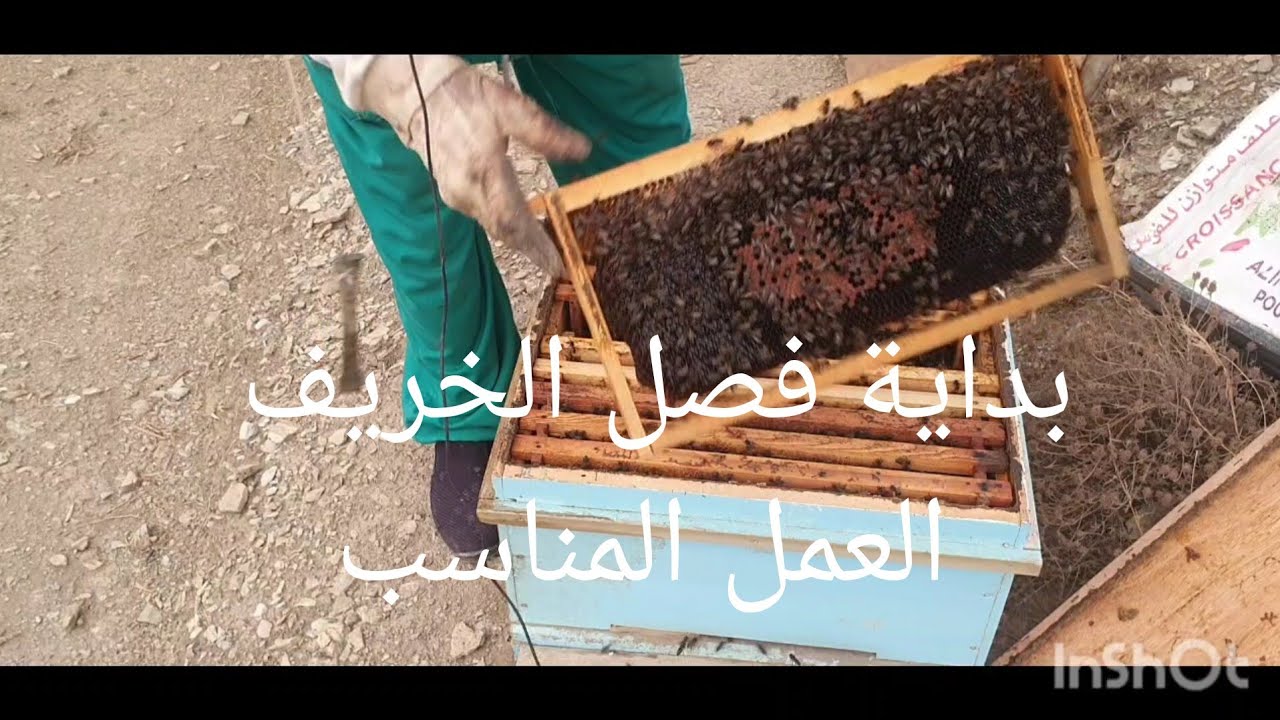 كيف أتعامل مع خلايا النحل في بداية الخريف