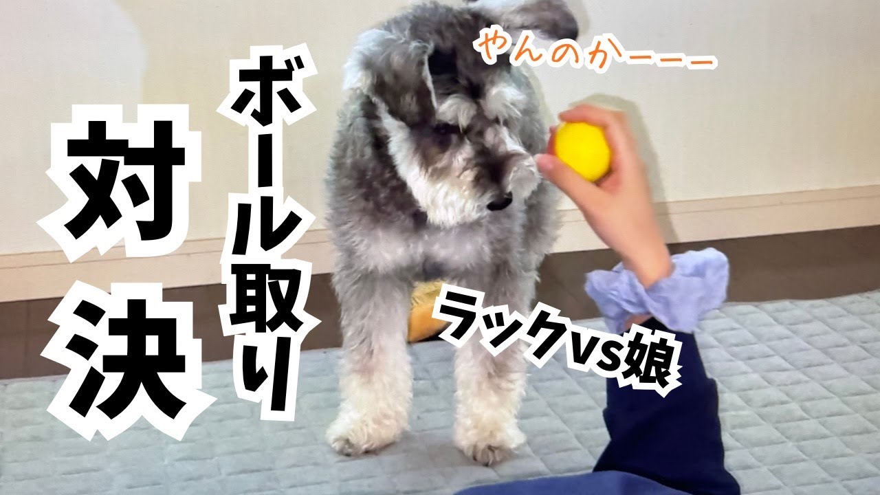 【愛犬の日常】娘と和やかな遊びのはずが・・いつの間にやら熱いバトルに変わっていたw w