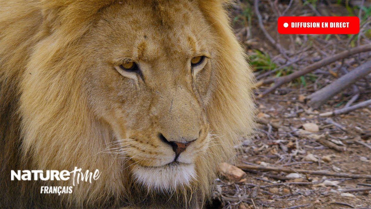 🔴 EN DIRECT : Documentaires sur la Faune et la Nature | NatureTime Français