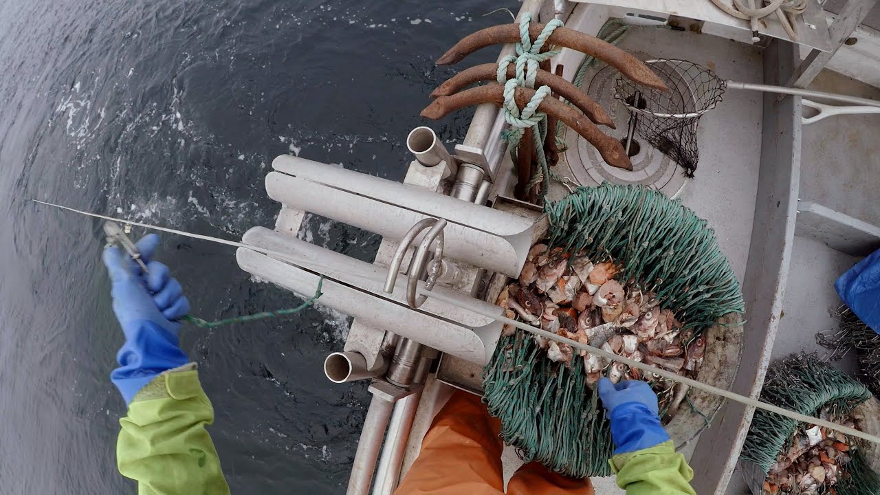 Halibut Fishing - Give 'em a Smorgasbord! | Alaska Halibut Longlining