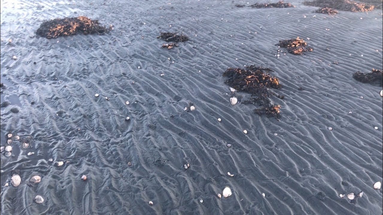 วันนี้พาลงทะเลเก็บหอยแครง(หอยคราง)#เยอะมาก เก็บกันสนุกเลยค่ะ/อยู่อย่างพอเพียงในต่างแดนbyตรี