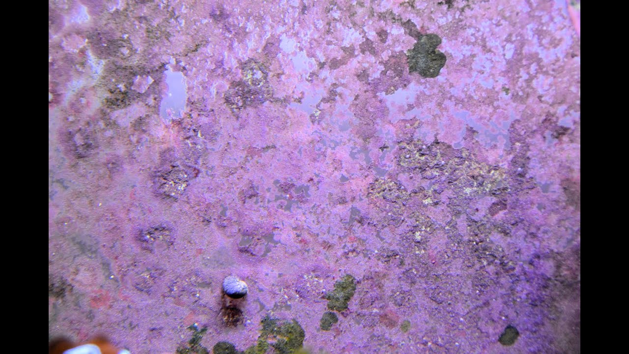 How to | Grow Coralline Algae 4K 👌