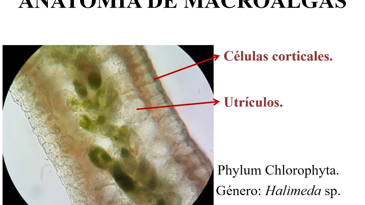 Anatom&iacute;a De Macroalgas