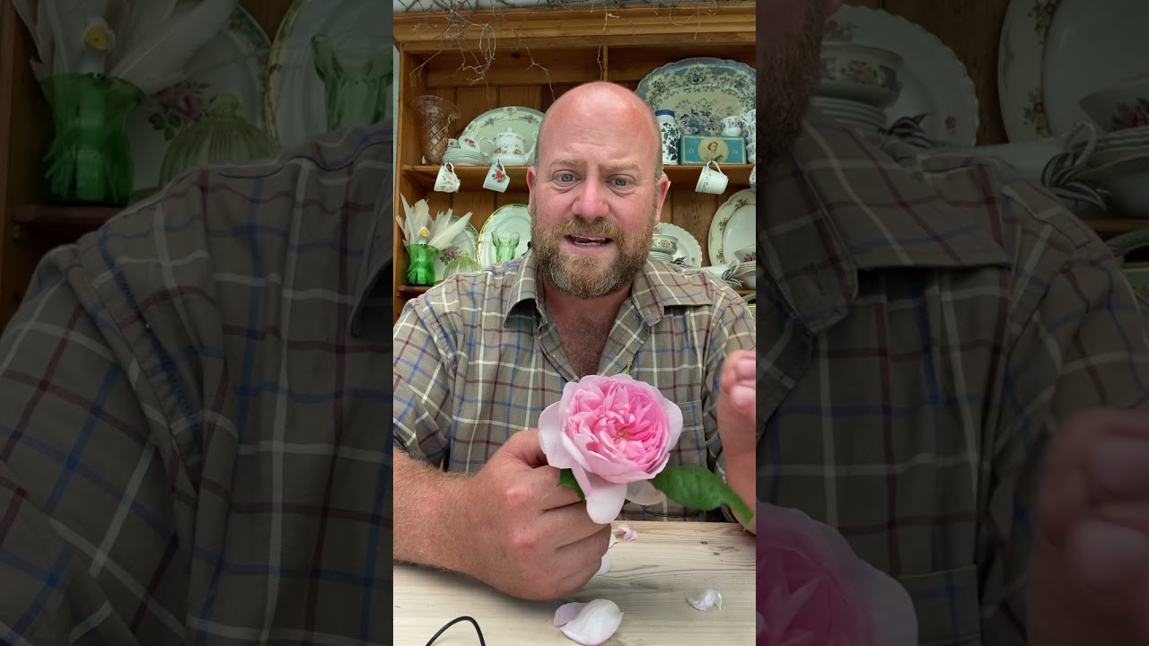 Personal growing review of English shrub Rose ‘scepter’d isle’ from @david_austin_roses #gardenerben