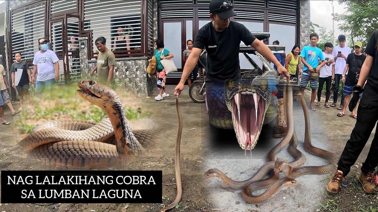 ANG DAMING COBRA LUMBAN KAGUNA #TOLCOBRA