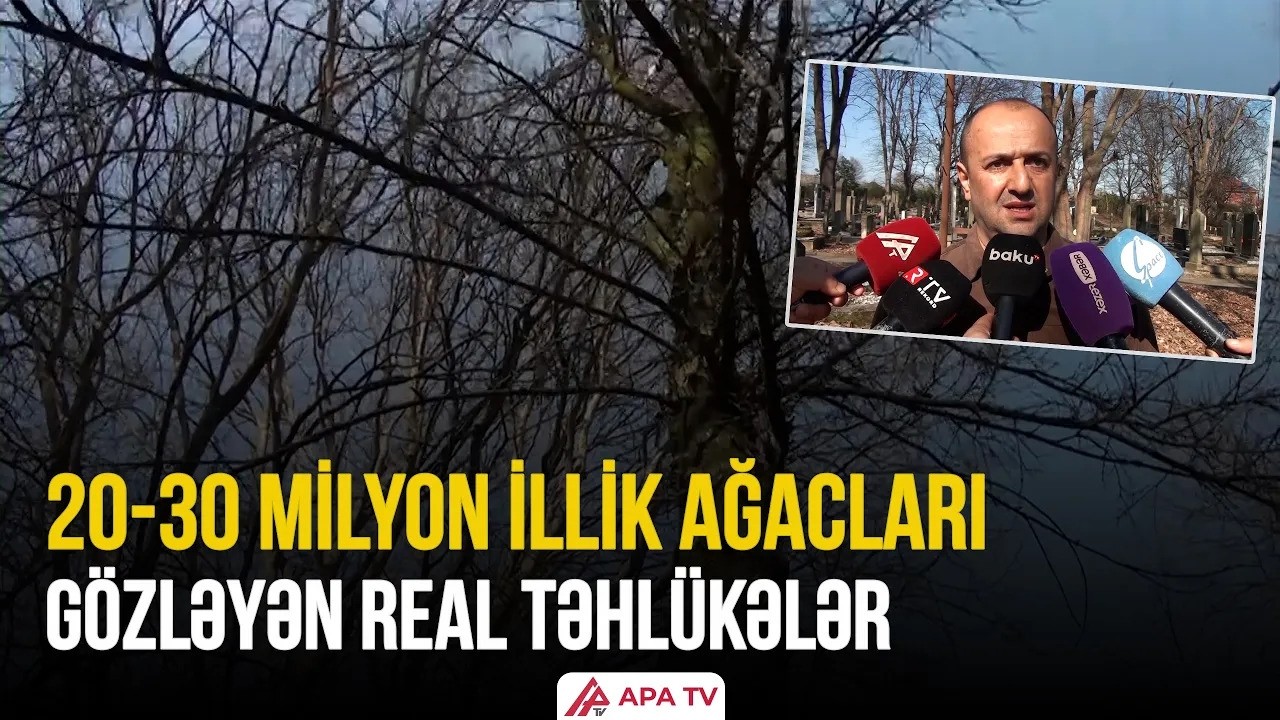 Astarada Şümşad ağacları yox olmaq təklükəsi ilə üz–üzə qalıb | APA TV