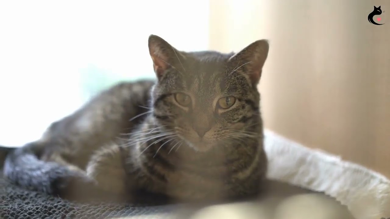 America Top Cat-Friendly Cities!🐈&zwj;⬛😼