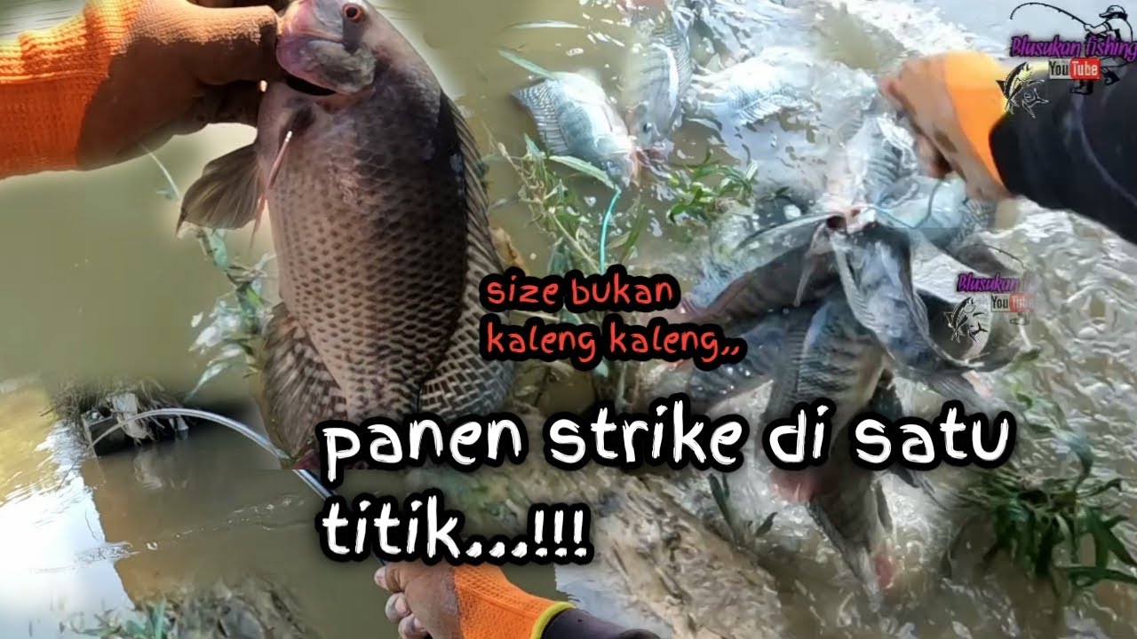 sarang ikan nila di sungai‼️ panen strike di satu titik..!!!