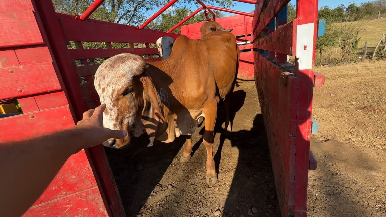 Mira como recibieron las novillas gyr las demás gyr 