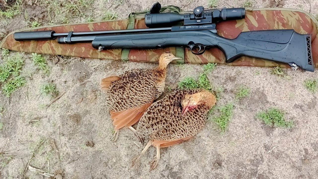 Caçada de perdiz emoção a flor de pele 💥💥 temporada começou e já teve um fritão toop🤤🎯