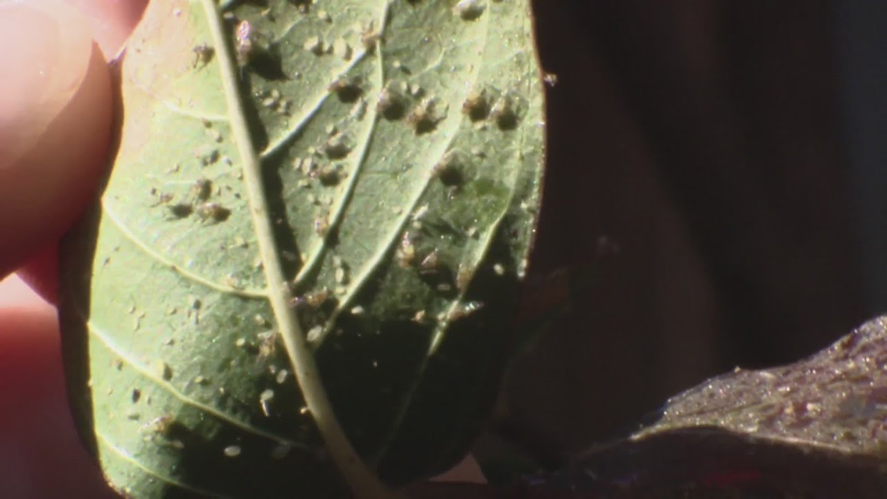 Gardening 101: Hackberry leafrollers invade North Texas