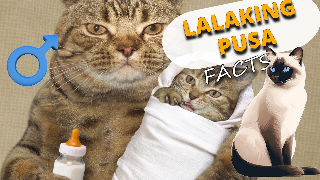 12 na Katangian ng mga Lalaking Pusa na Dapat mong Malaman