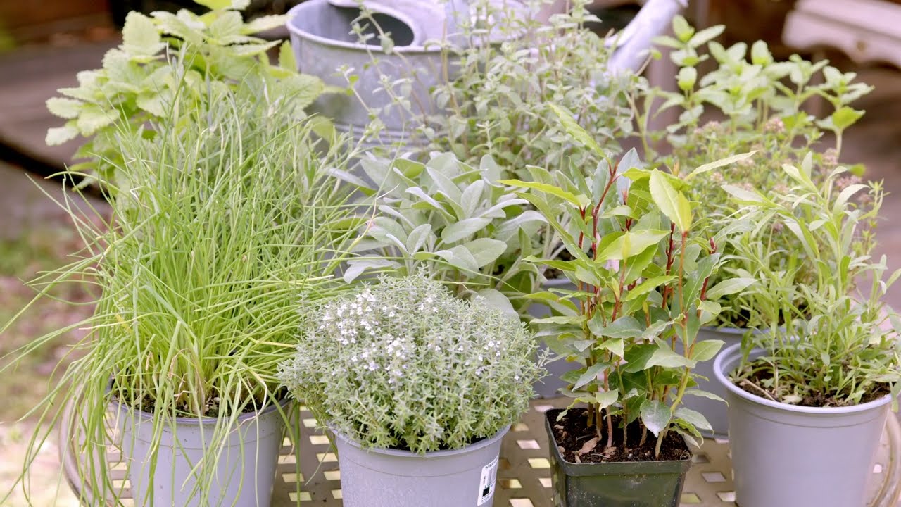 Conseils de culture pour plantes aromatiques et condimentaires en pot
