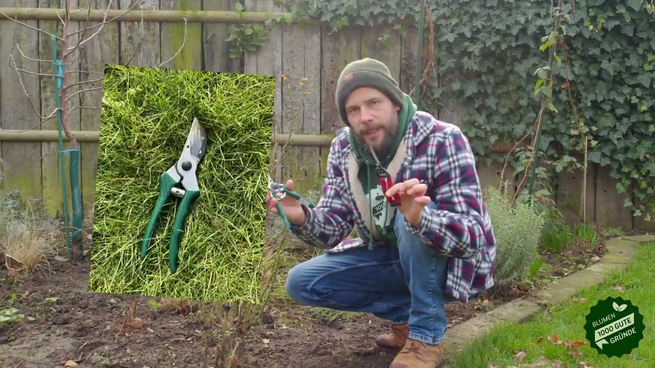 Frühlingsschnitt - Tristan rockt den Garten