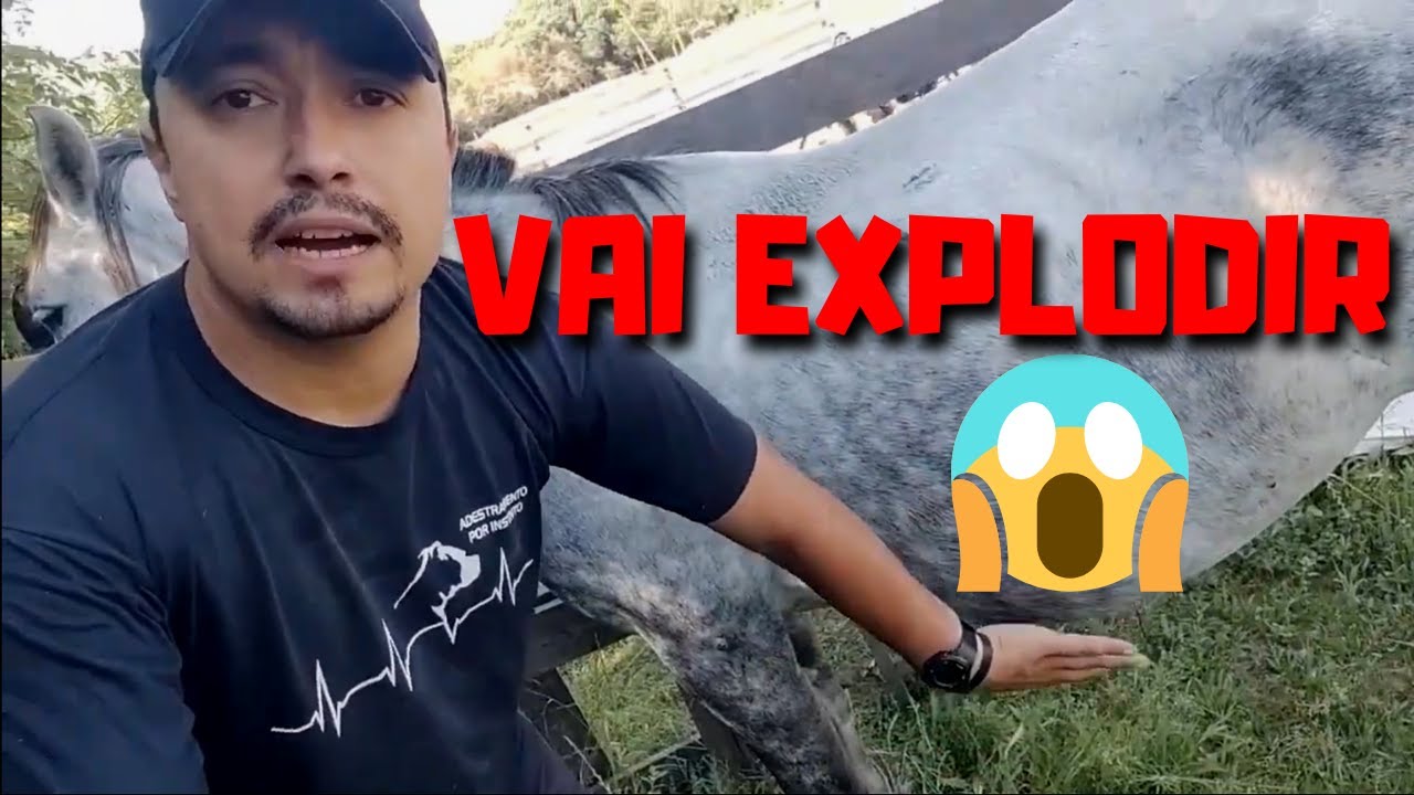 É NORMAL A ÉGUA ATRASAR PARA DAR CRIA? TEMPO DE GESTAÇÃO