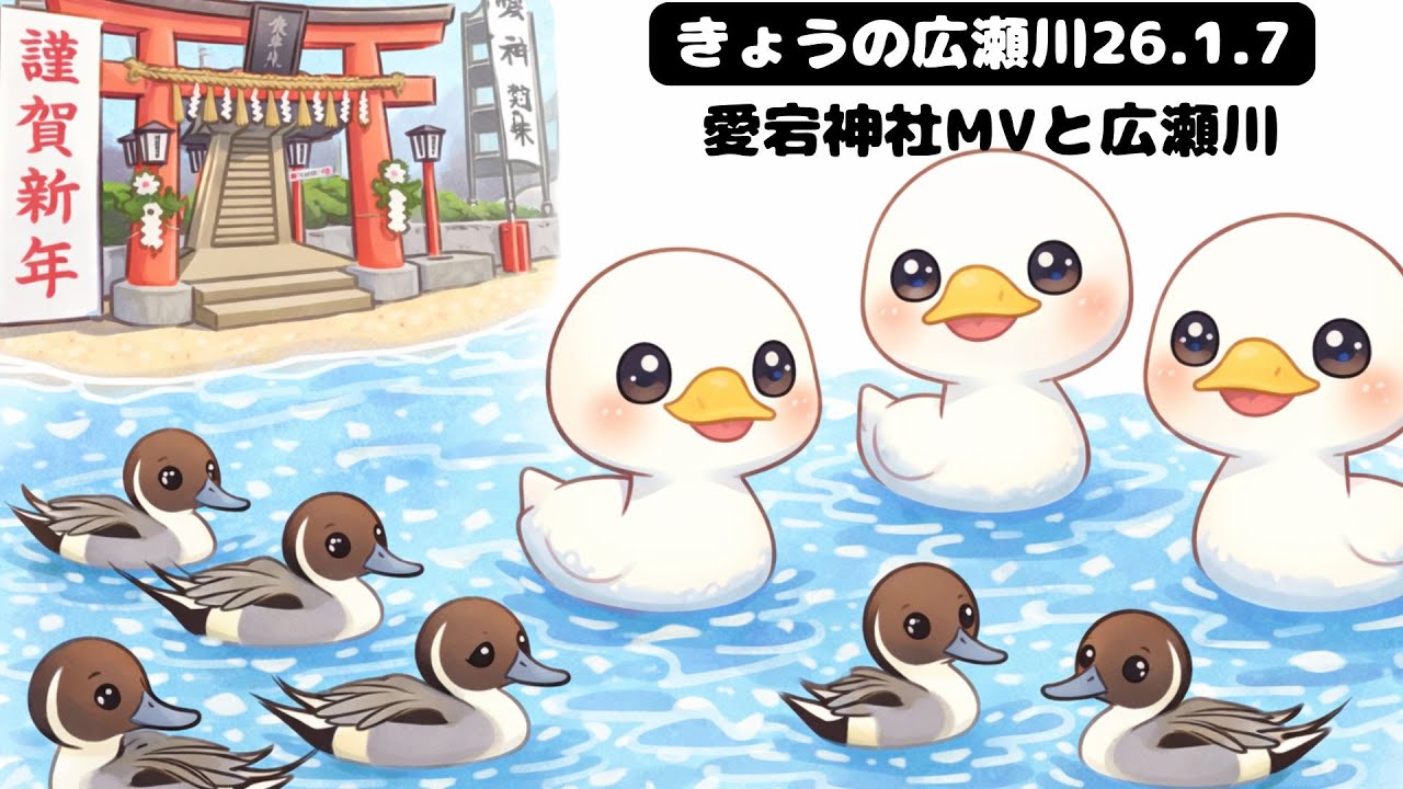 [きょうの広瀬川] 愛宕神社のMVと広瀬川の白鳥 26.1.7