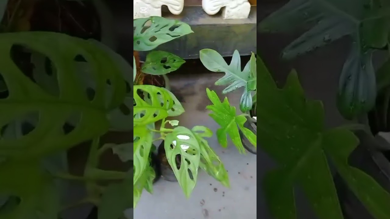 මගේ 7 වෙනි  plant sale එක බලන්න එන්න Whatsapp- 0769684355