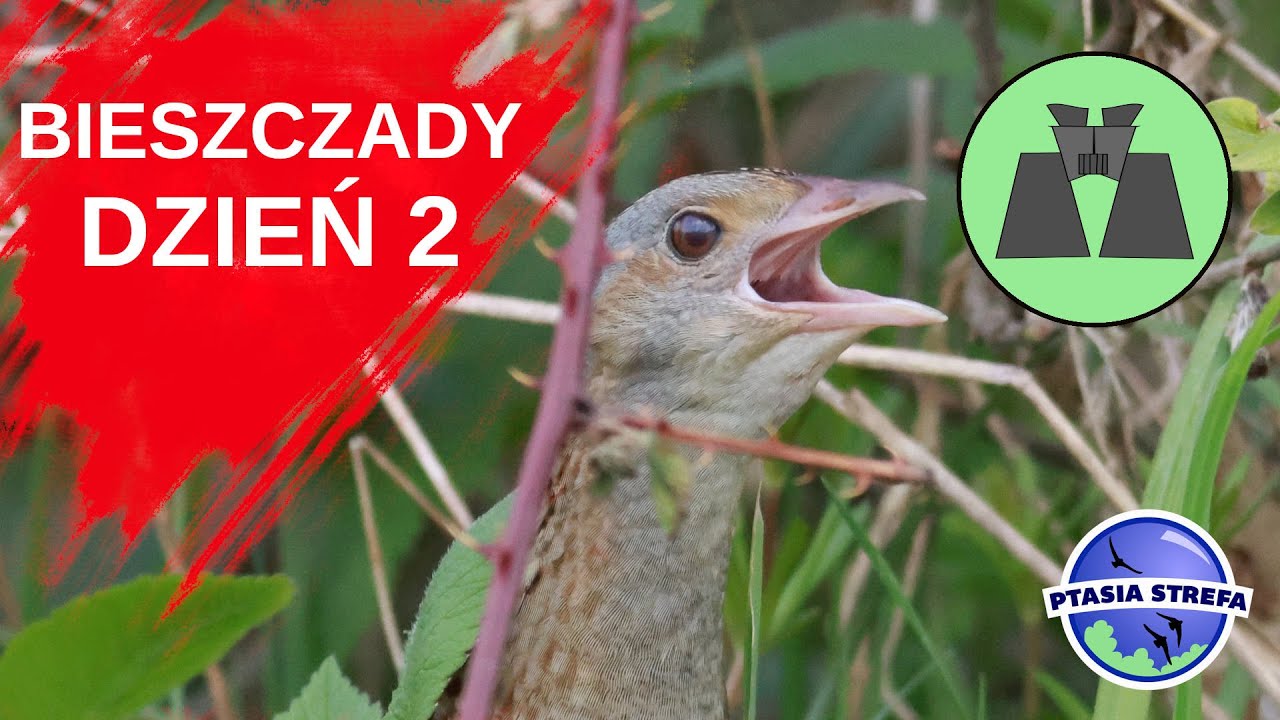 Głosy o poranku i drapole za dnia...