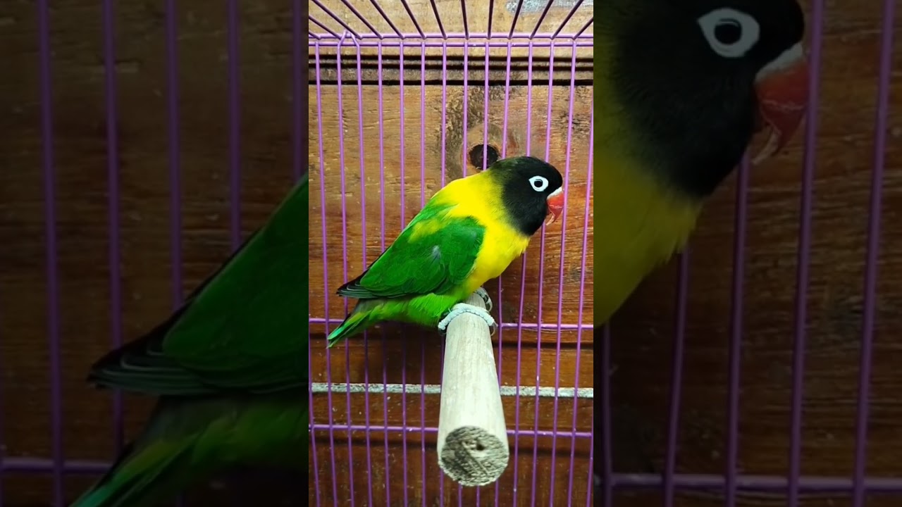 Holland Blood Yellow Chest Lovebird #short