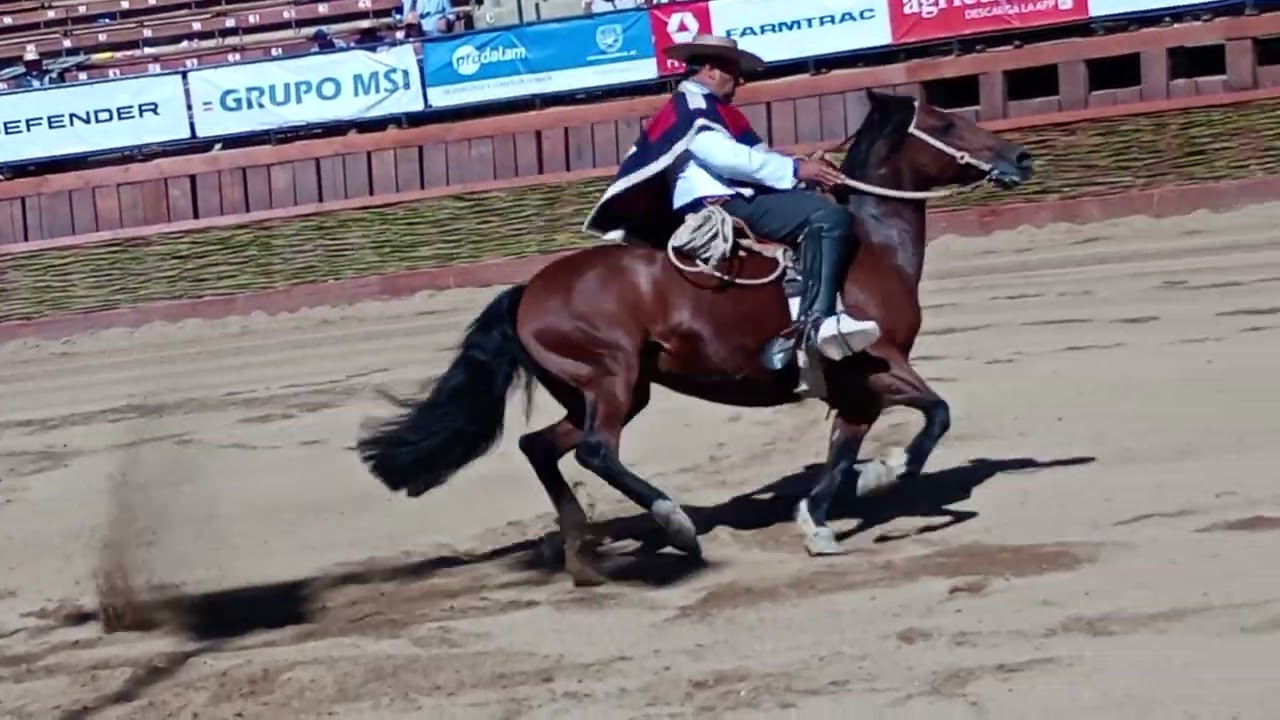 Luis Eduardo cortes campeón de movimiento de Rienda