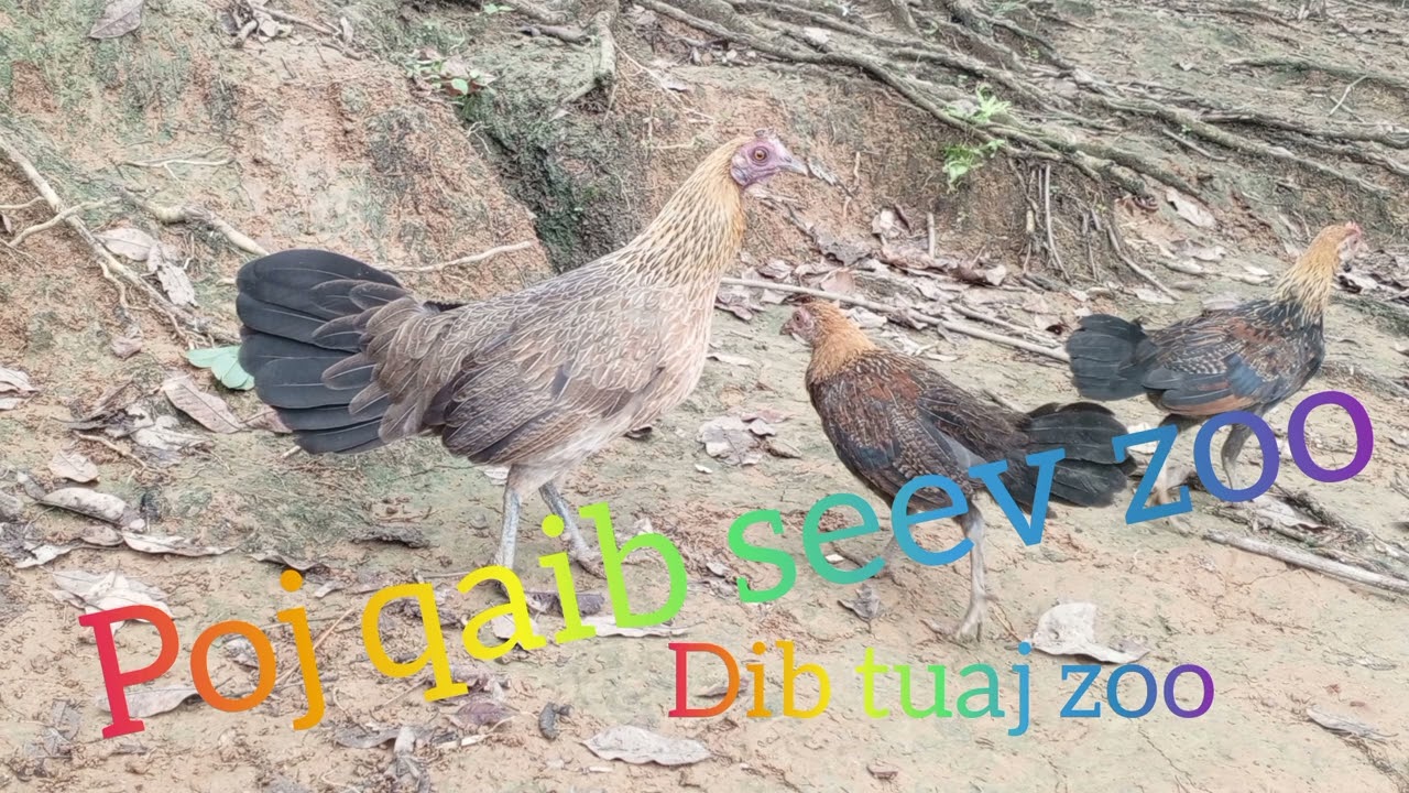 Poj qaib seev