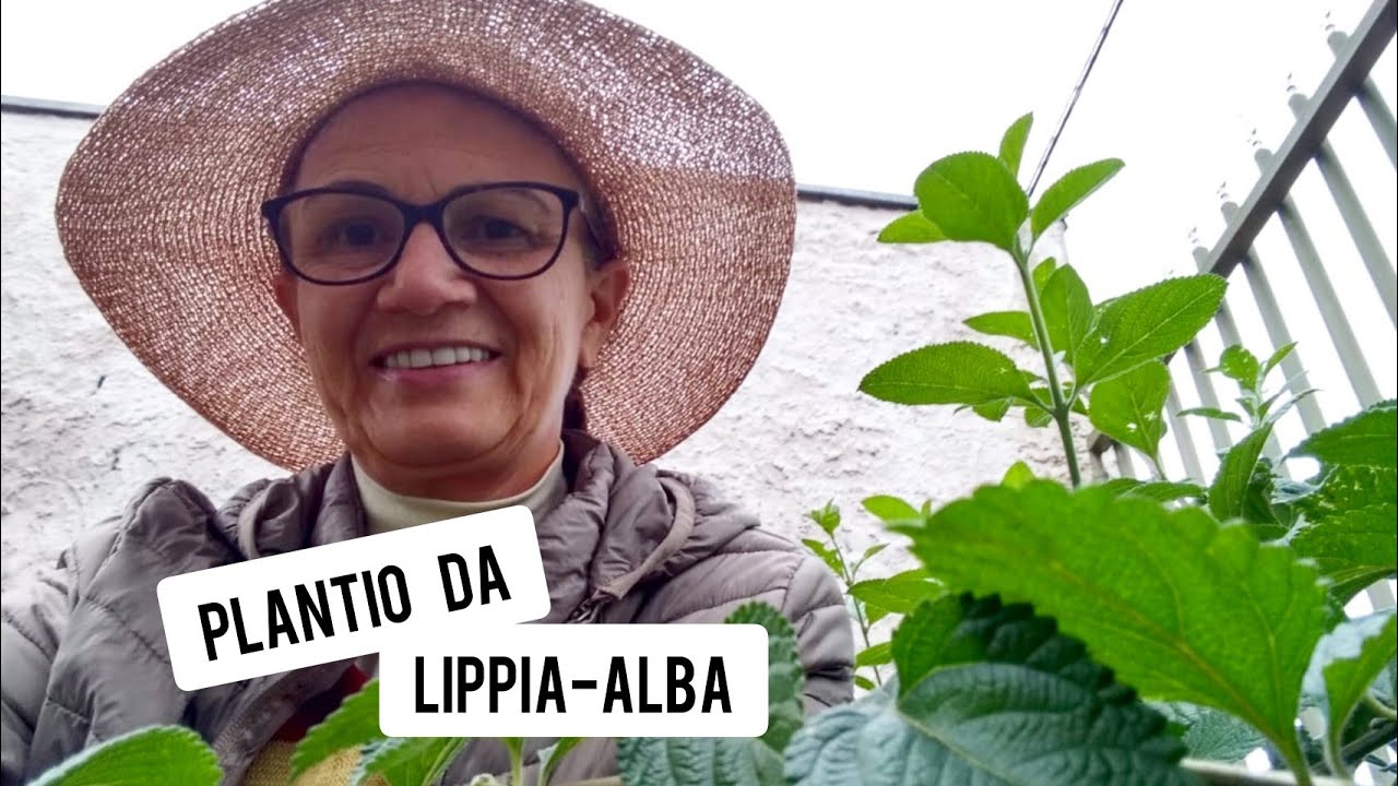 Como plantar erva-CIDREIRA - lippia alba