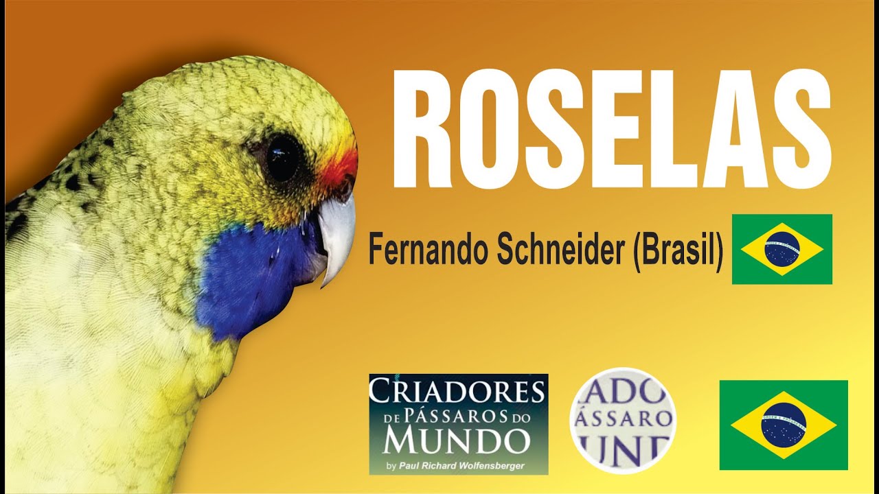 Criadouro Schneider - Roselas