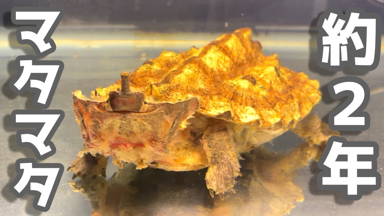 怪獣みたいなカメをベビーから約２年間飼育して気付いた事【マタマタ】