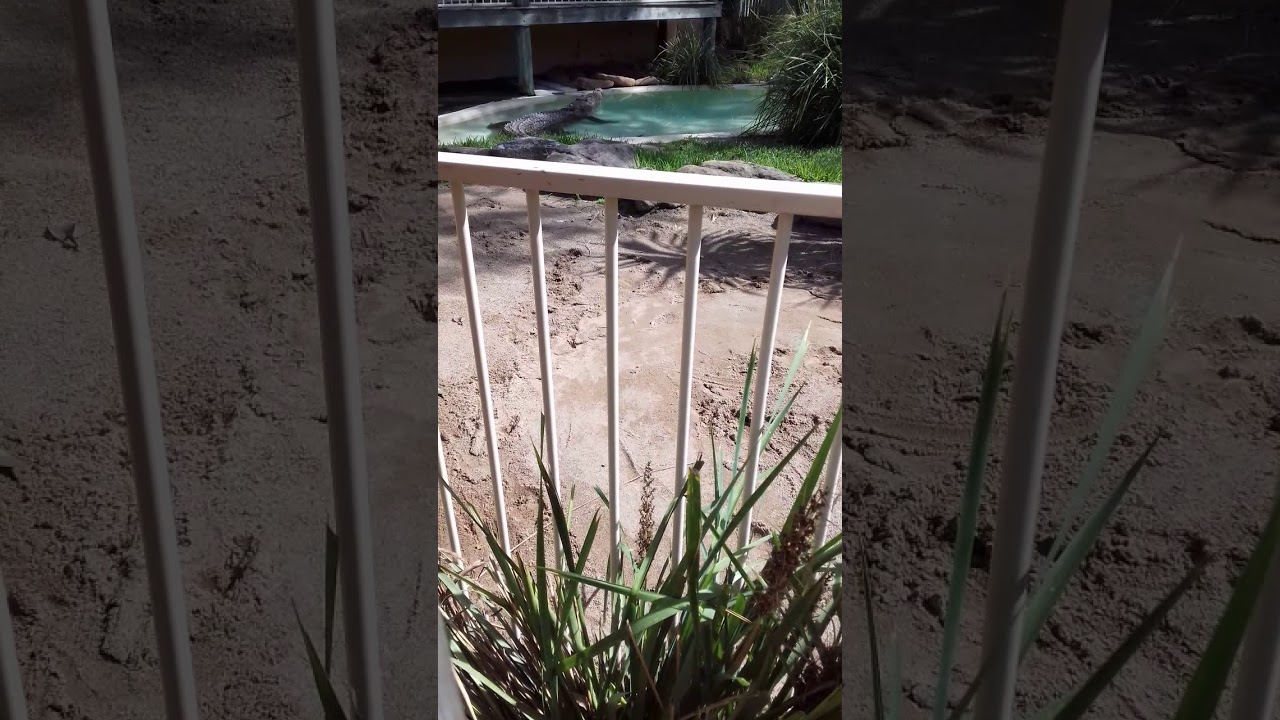 Crocodile adventure