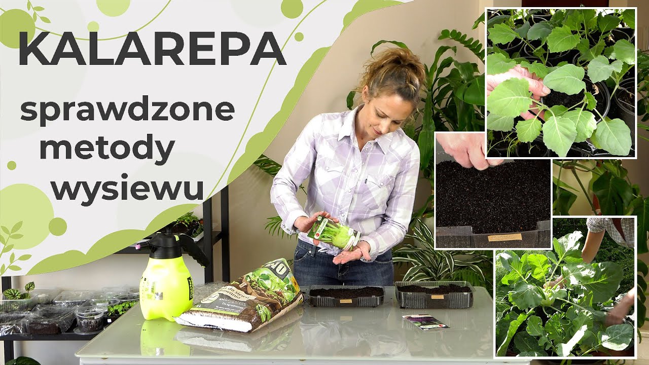 Kalarepa. Sprawdzone metody wysiewu kalarepy. Jak wysiewać kalarepę?