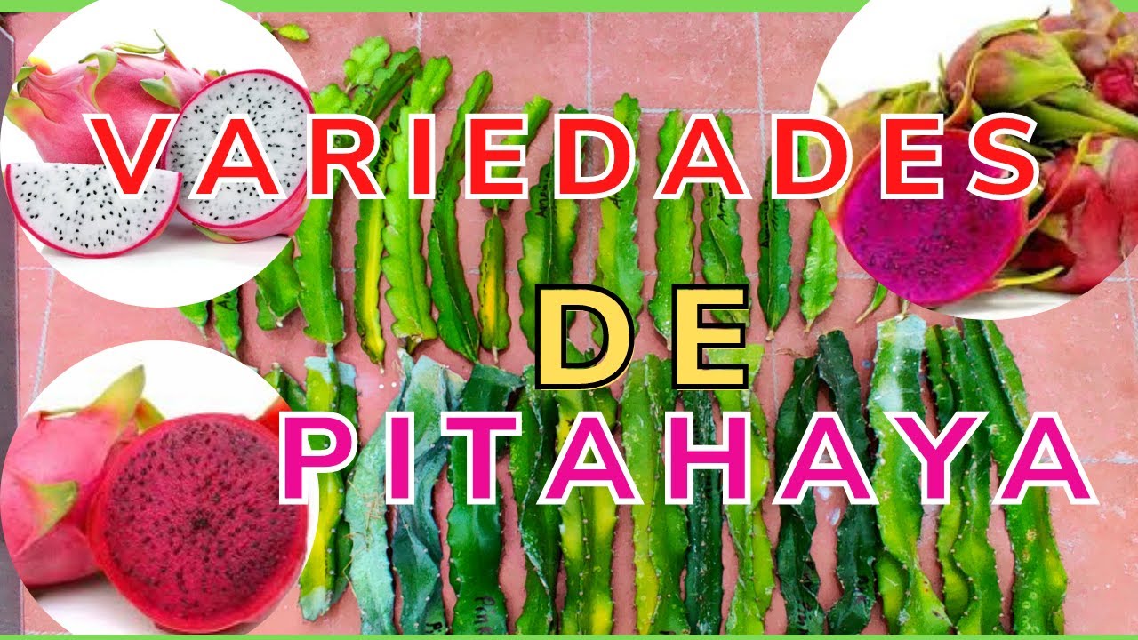 COMO IDENTIFICAR VARIEDADES DE PITAHAYA?.(pink, undatus, american beauty).TIPOS DE PITAHAYA ESQUEJES