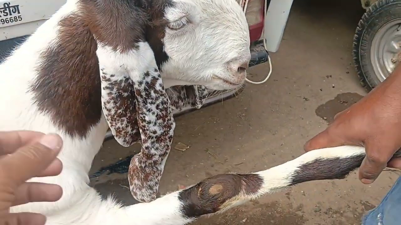 Malegaon Bakra Mandi 🐐🐐🐐#malegaon #bakra #bakri 
