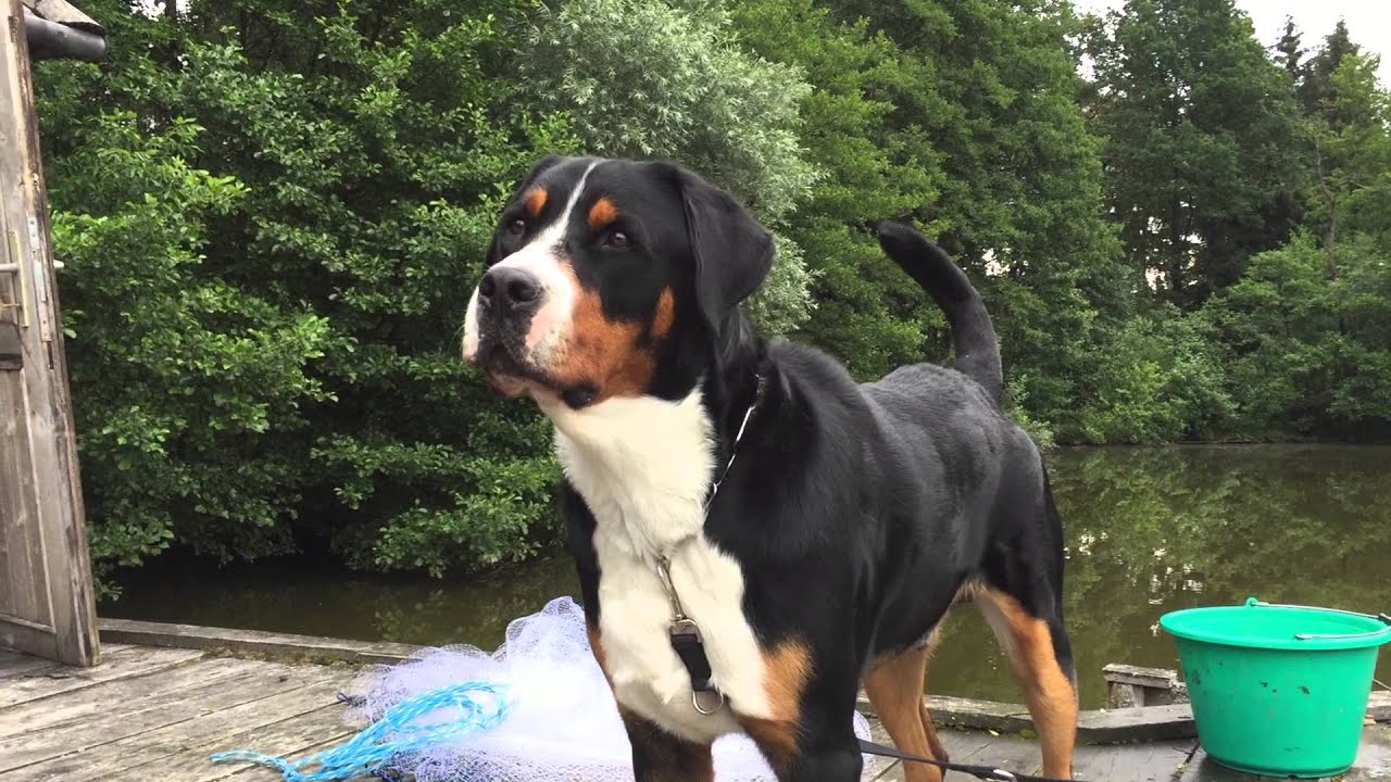 Großer Schweizer Sennenhund bellt