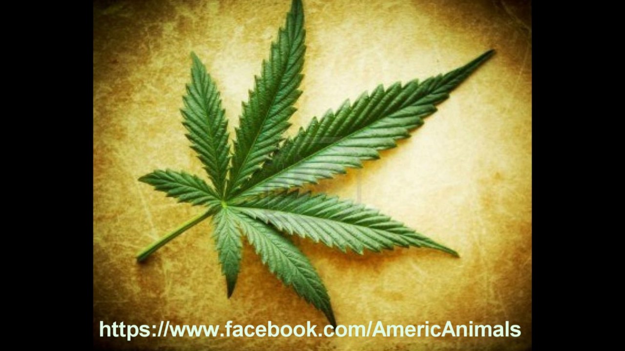 THE AmericAnimals - Every Day Is 420 -