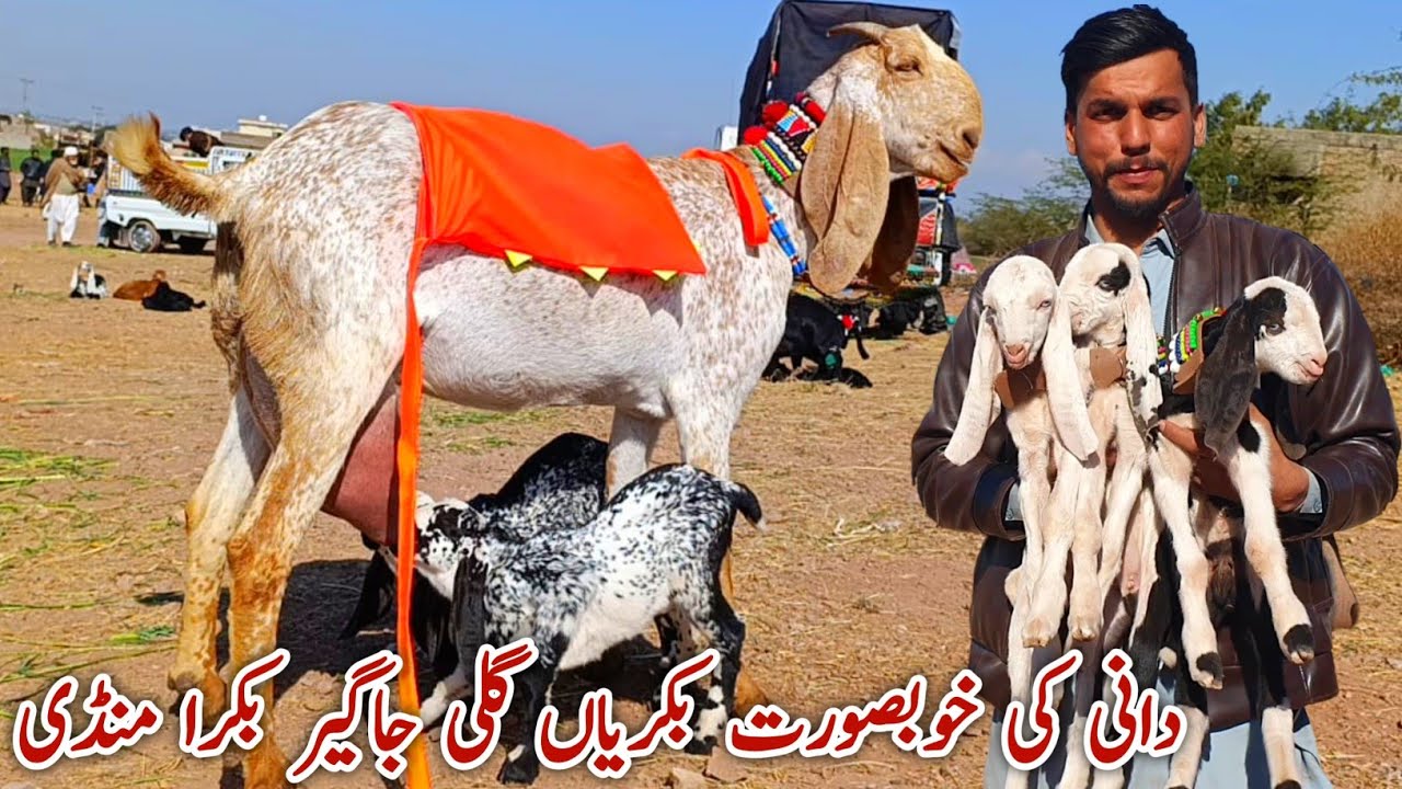 Dani Ki Bakriyan Gali jageer Bakra Mandi Latest Update 23 February 2025