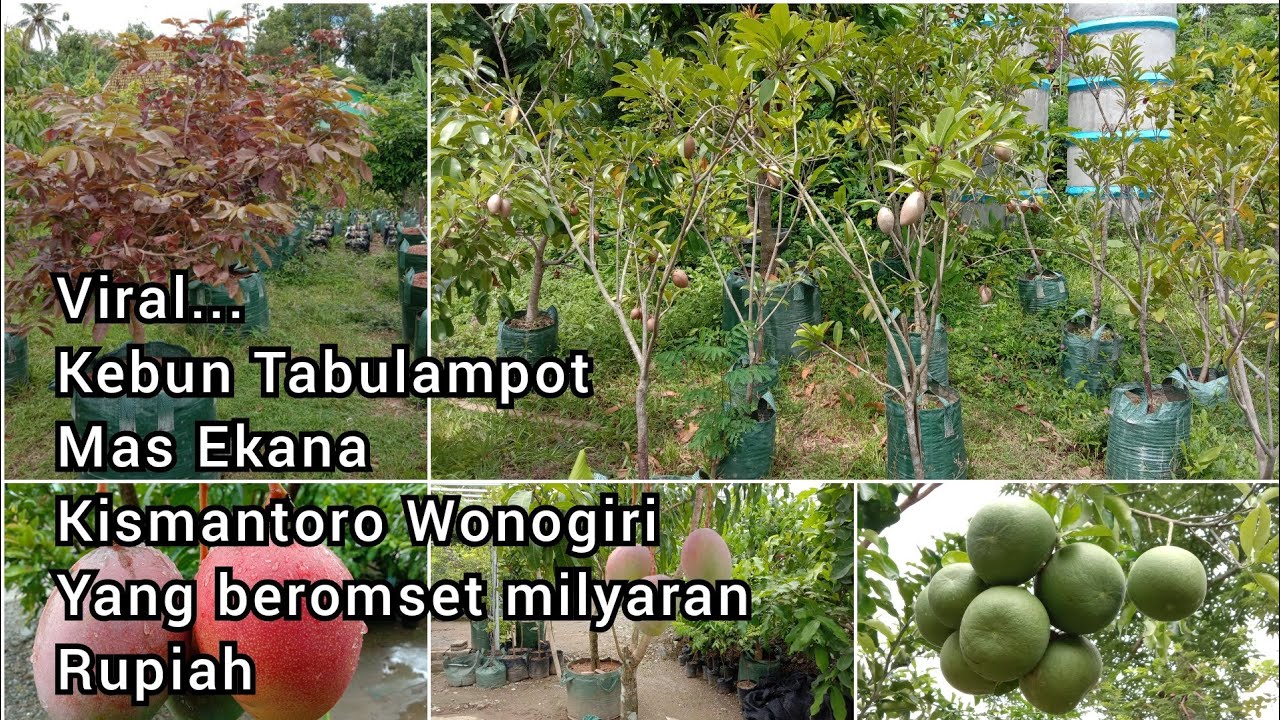 Viral... Kebun Tabulampot yang beromset milyaran rupiah