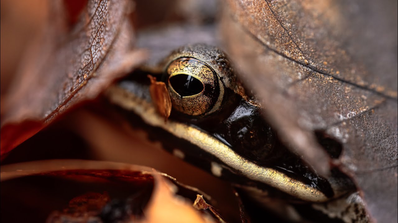 Wood Frog Eggs in a Vernal Pool