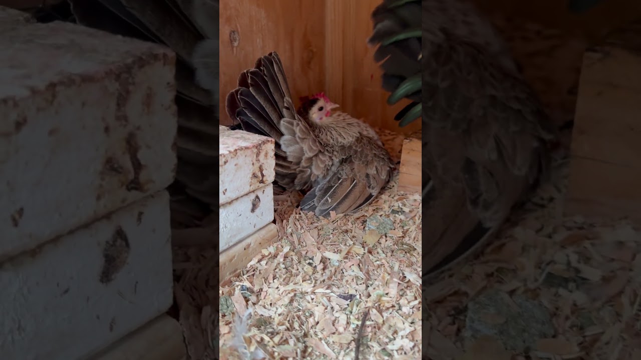 Another broody hen. #silver #duckwing #pair #serama #bantam #chickens