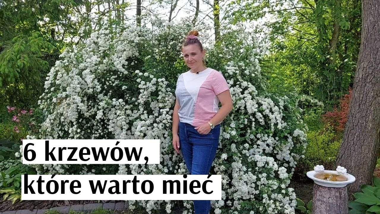 6 KRZEWÓW, które WARTO mieć w swoim ogrodzie.Tawuły,kaliny,pęcherznice,krzewuszki,forsycja,berberys.