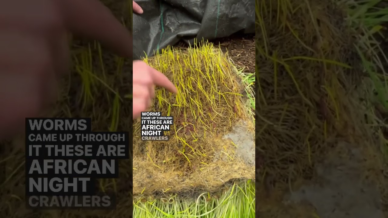 Checking on the African Nightcrawlers worm bin #worms #wormbin #wormfarmer #wheatgrass #wormcastings