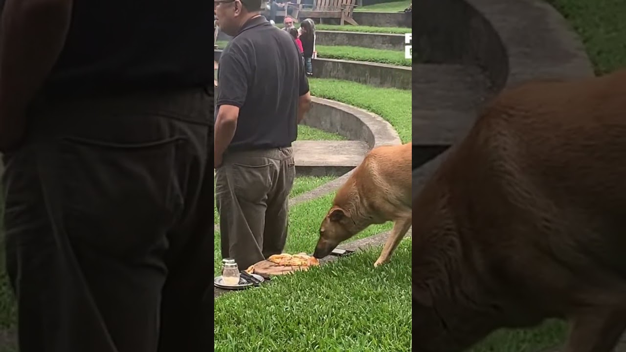 This dog is a master thief at stealing pizza!