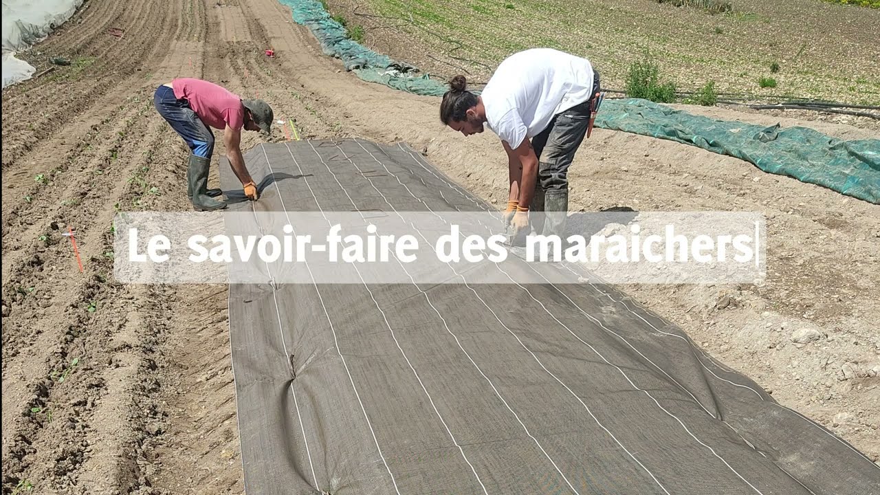 Des alternatives organiques au plastique pour pailler les cultures ?