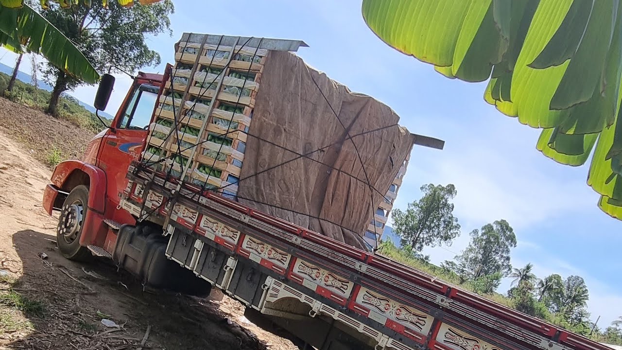 CARREGANDO BANANA NA ROÇA  NORTE MINEIRO