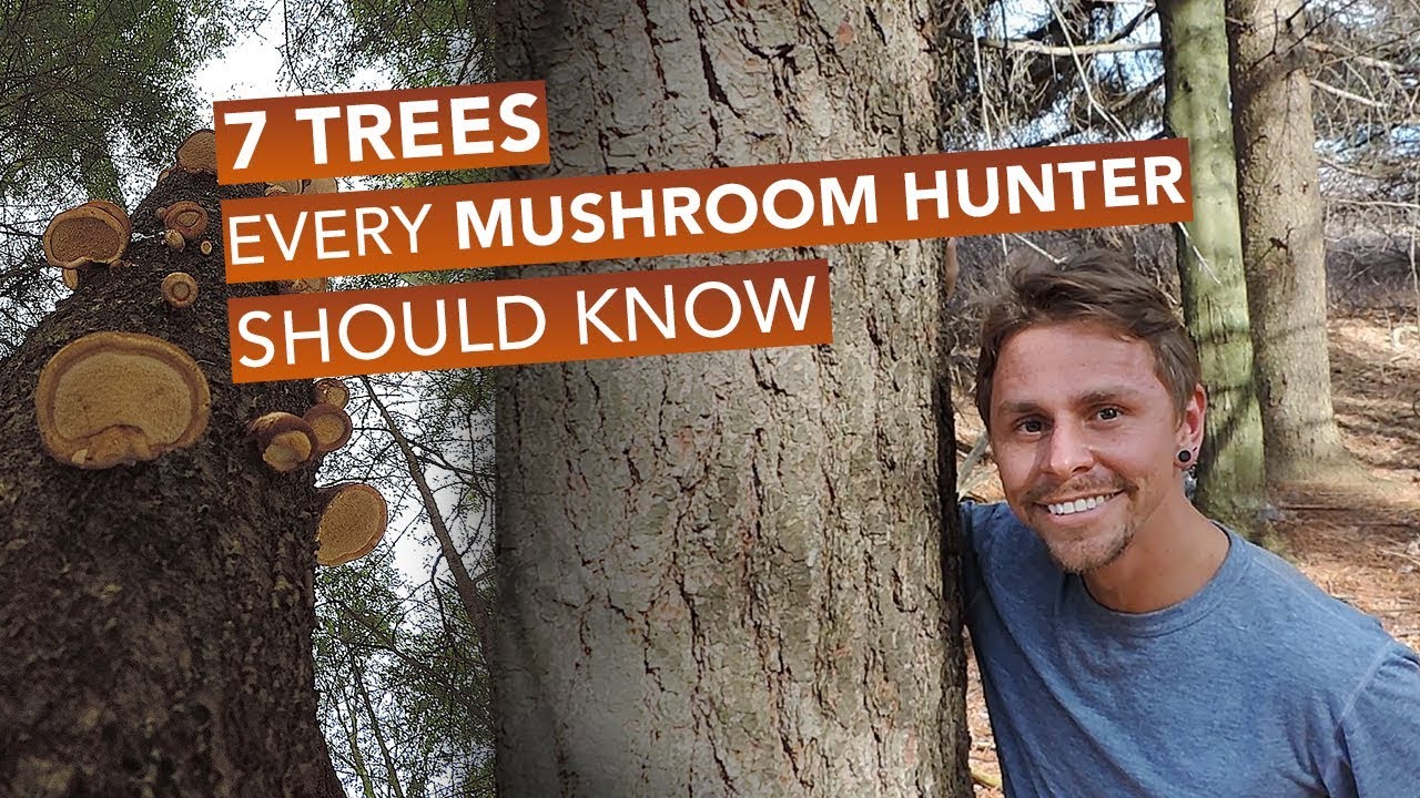 7 Trees Every Mushroom Hunter Should Know