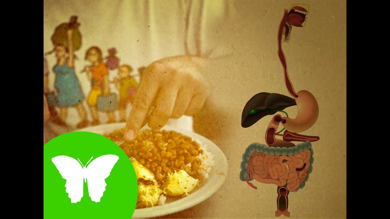 La Eduteca - El aparato digestivo