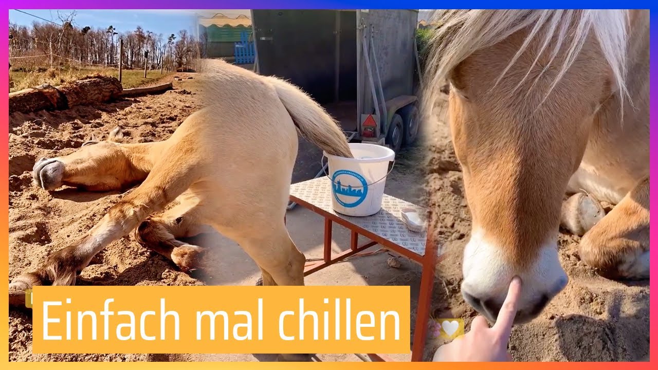 Schweif waschen & mit den Ponys rumliegen 🐴 | Storys auf Fjordis