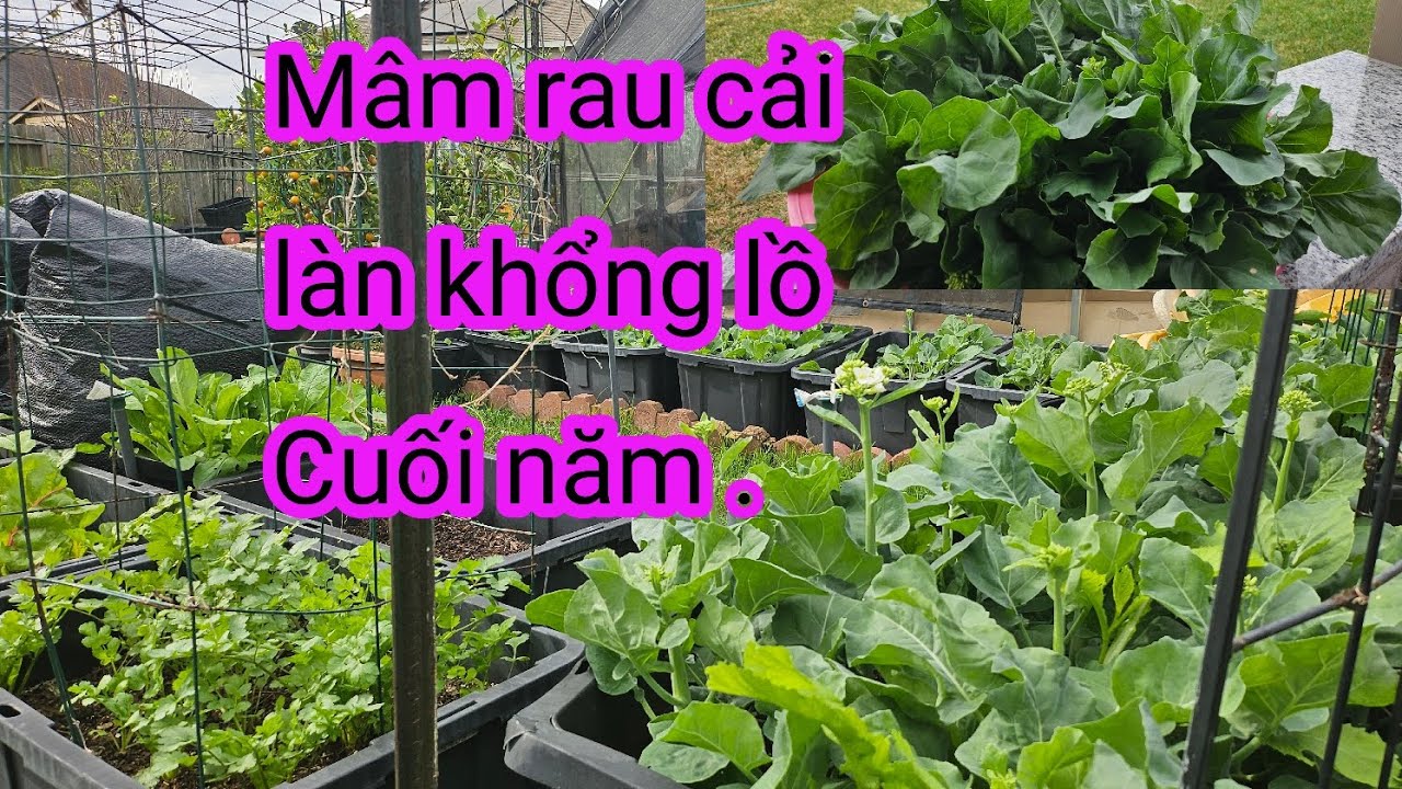 #631:Tranh thủ thu hoạch hết mớ rau cải làn trước ngày đông đá. 