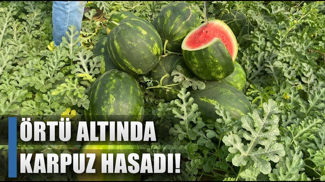 Karpuz Hasadı Başladı! 