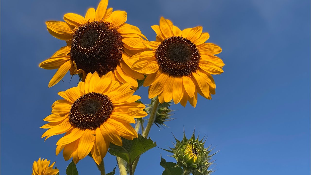 Anna Brown | Patreon Zoom Sangha | 9-12-21 | Non-Duality